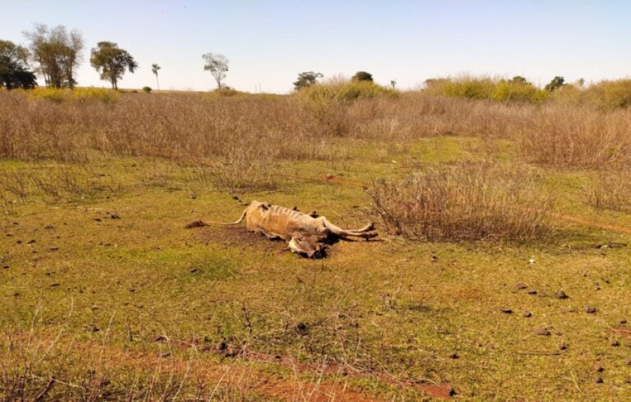 Investigação apura maus-tratos a bovinos em Santa Helena de Goiás