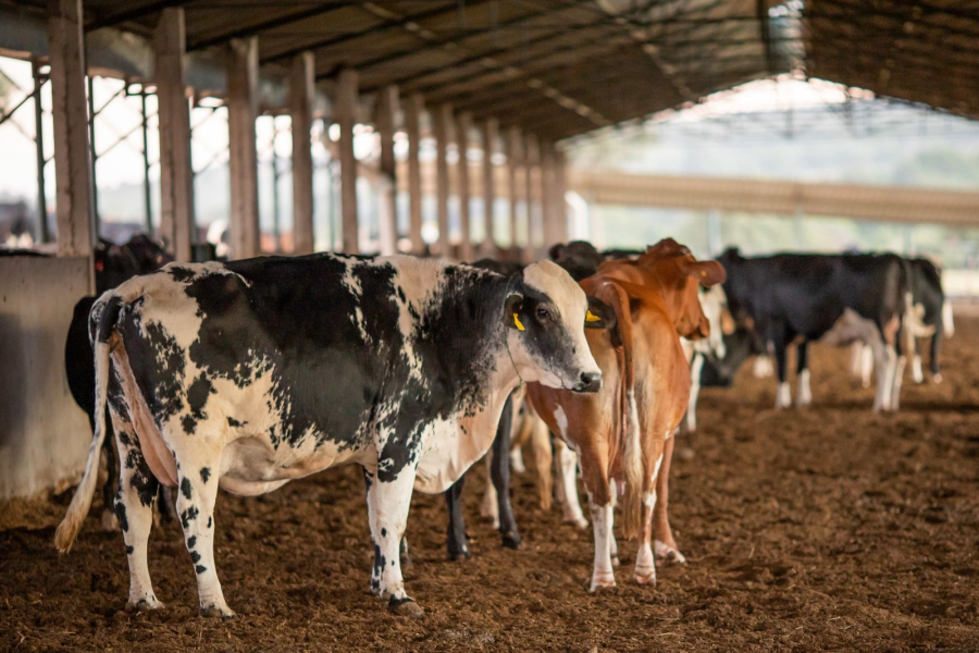 Agrodefesa orienta produtores sobre a suspensão da vacina Excell 10