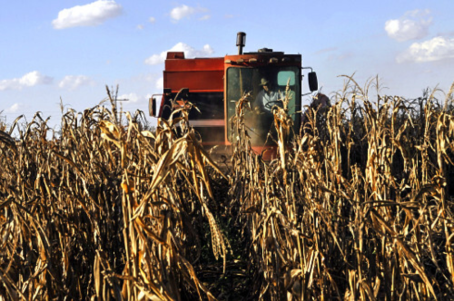 Emprego no agronegócio atinge novo pico com 28,2 milhões de trabalhadores no 2º trimestre