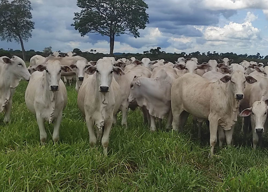 Novo indutor de ovulação aumenta em até 9% a taxa de prenhez em vacas