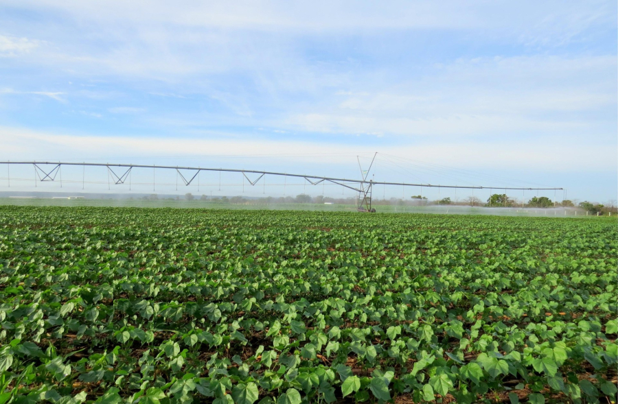 Calendário de semeadura do algodão começa nesta quarta
