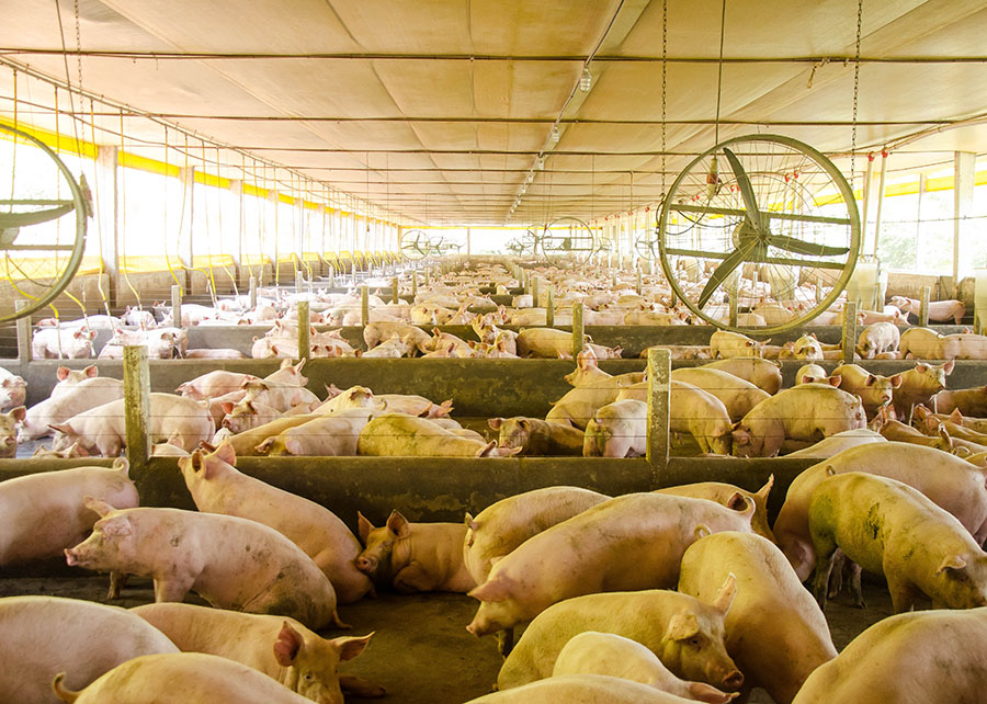 Nova plataforma integra vigilância sanitária e análise de risco de doenças suínas