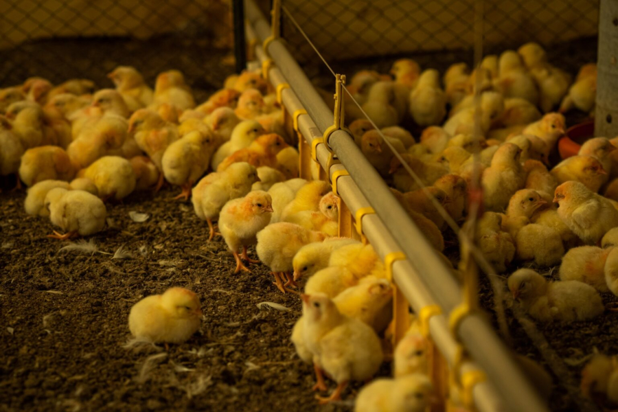 Estabelecimentos comerciais avícolas têm até 31 de janeiro para enviar Declaração de Biosseguridade à Agrodefesa Estabelecimentos comerciais avícolas têm até 31 de janeiro para enviar Declaração de Biosseguridade à Agrodefesa