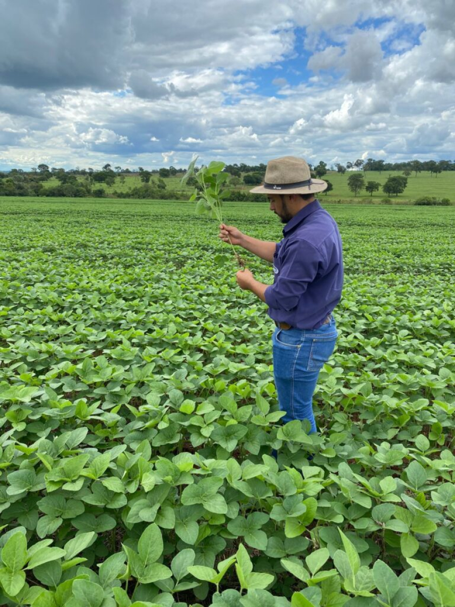 MOSCA-BRANCA EXIGE MONITORAMENTO CONSTANTE NAS LAVOURAS DA REGIÃO