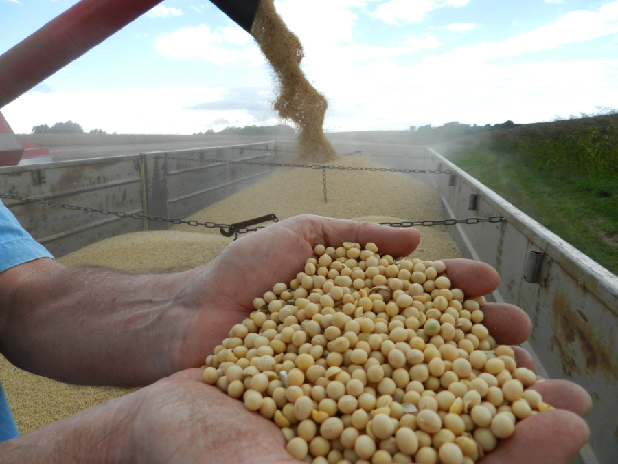 Como melhorar os resultados financeiros na soja