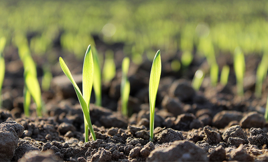 Governo Federal altera decreto que regulamenta a Lei de Fertilizantes para adequação à Lei do Autocontrole