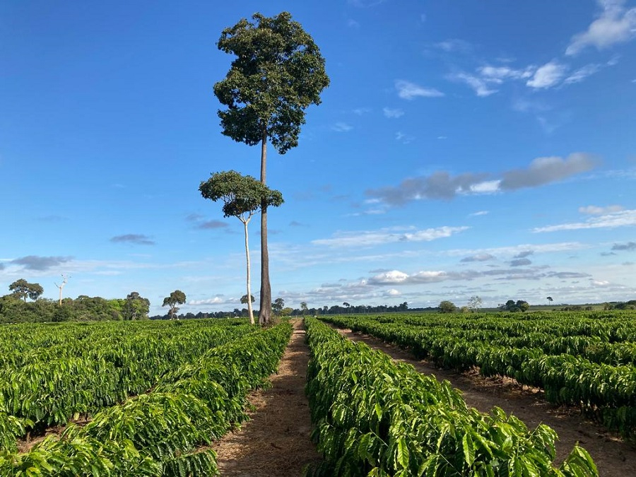 Dados territoriais orientam políticas públicas, crédito rural e planejamento agrícola