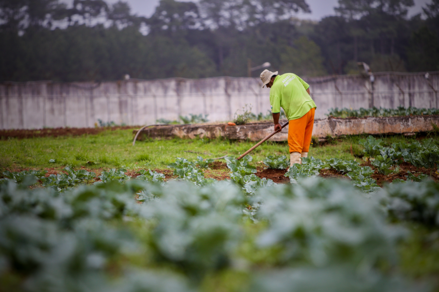 Pena Justa: CNJ lança guia para fortalecer produção de alimentos em presídios